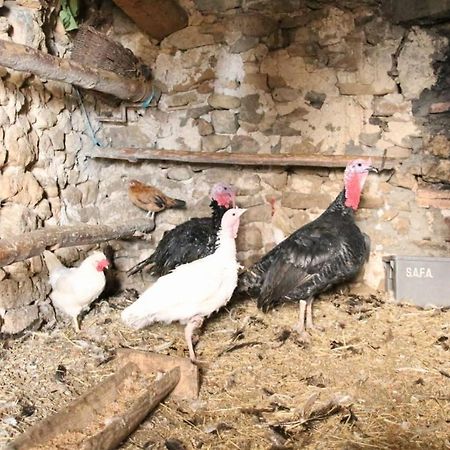 Casa Rural Amador Villarroya de los Pinares Екстериор снимка