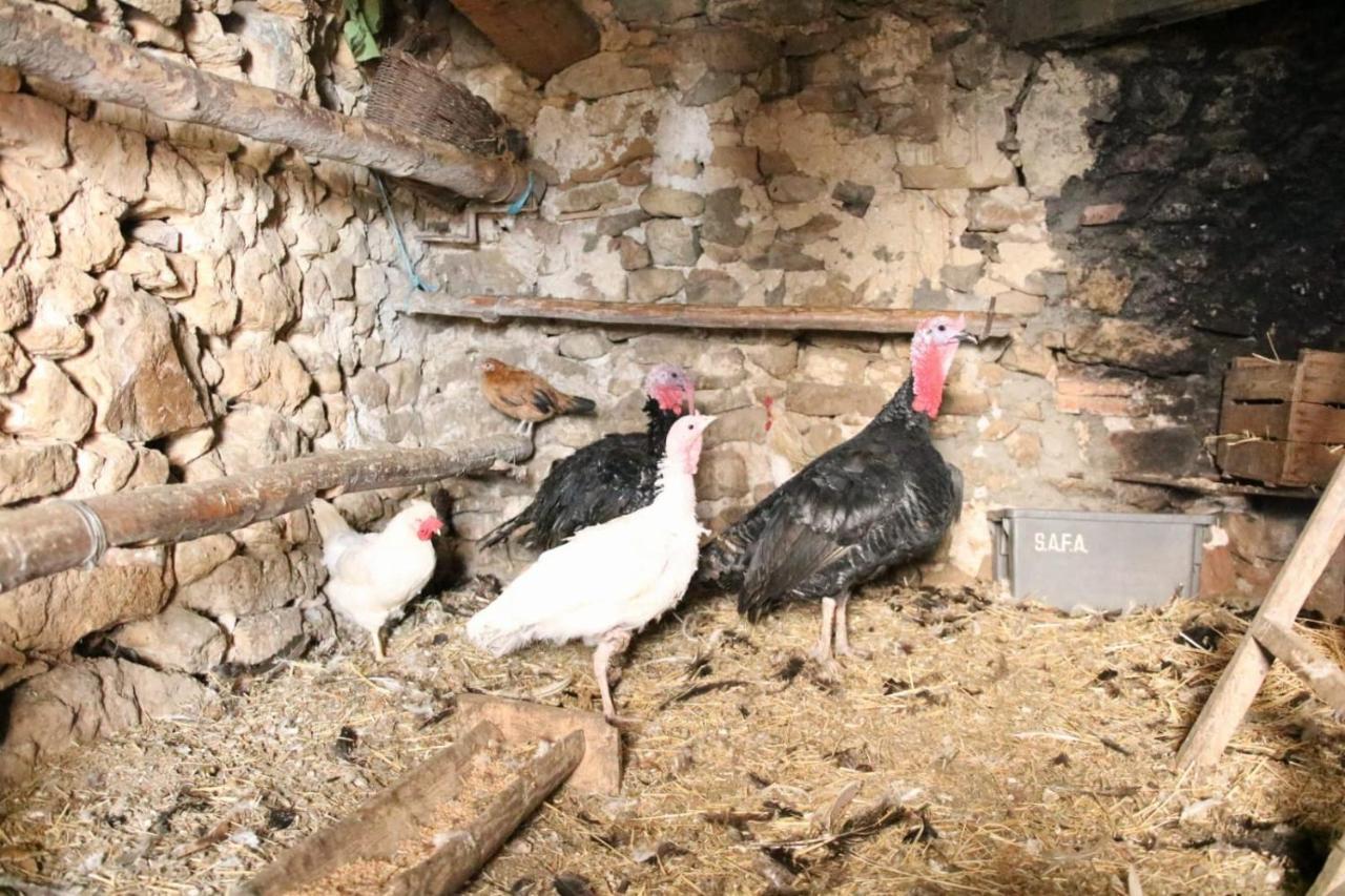 Casa Rural Amador Villarroya de los Pinares Екстериор снимка
